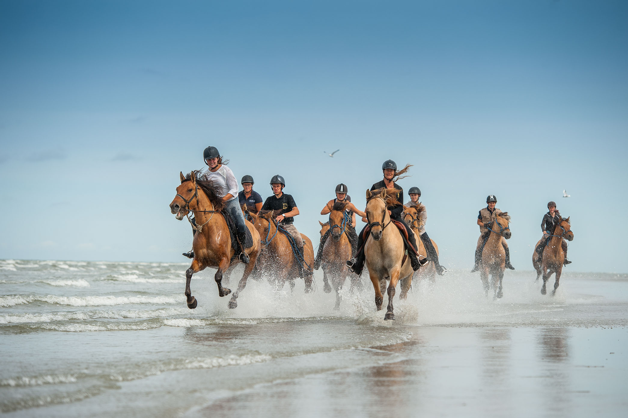 Galop sur la plage avec les chevaux Henson