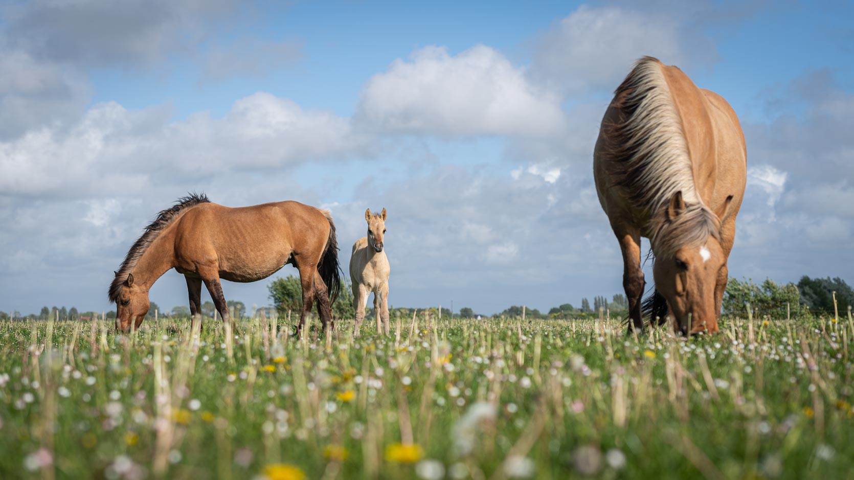 Premiers poulains en Terre Henson - © Agence Arcantide