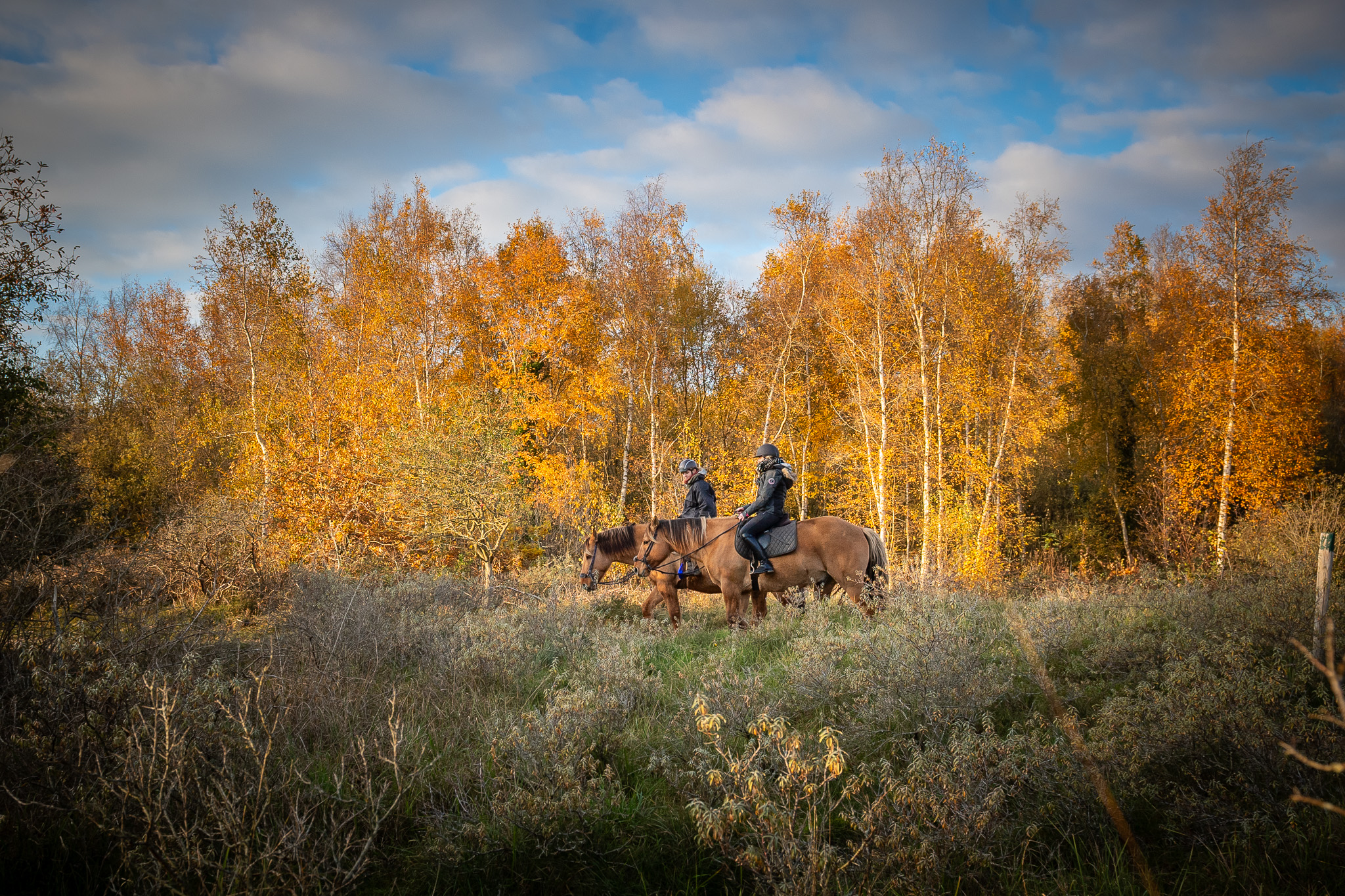 Balade automnale dans le Domaine du Marquenterre avec les chevaux Henson | © Agence Arcantide